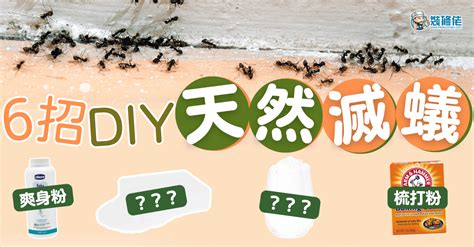 螞蟻竇|【家居小常識】屋企畀蟻入侵點算好？即睇6大天然滅蟻方法！